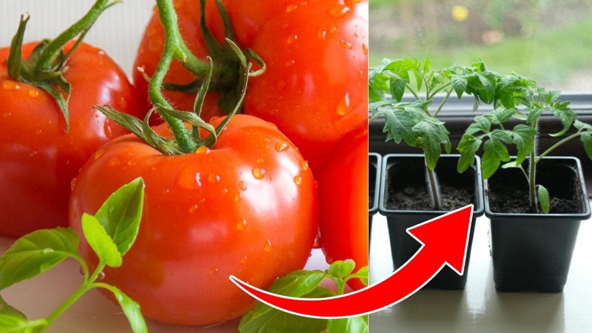 Bildre på tomater och tomatplantor.