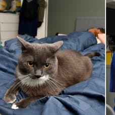 Katt, veterinär