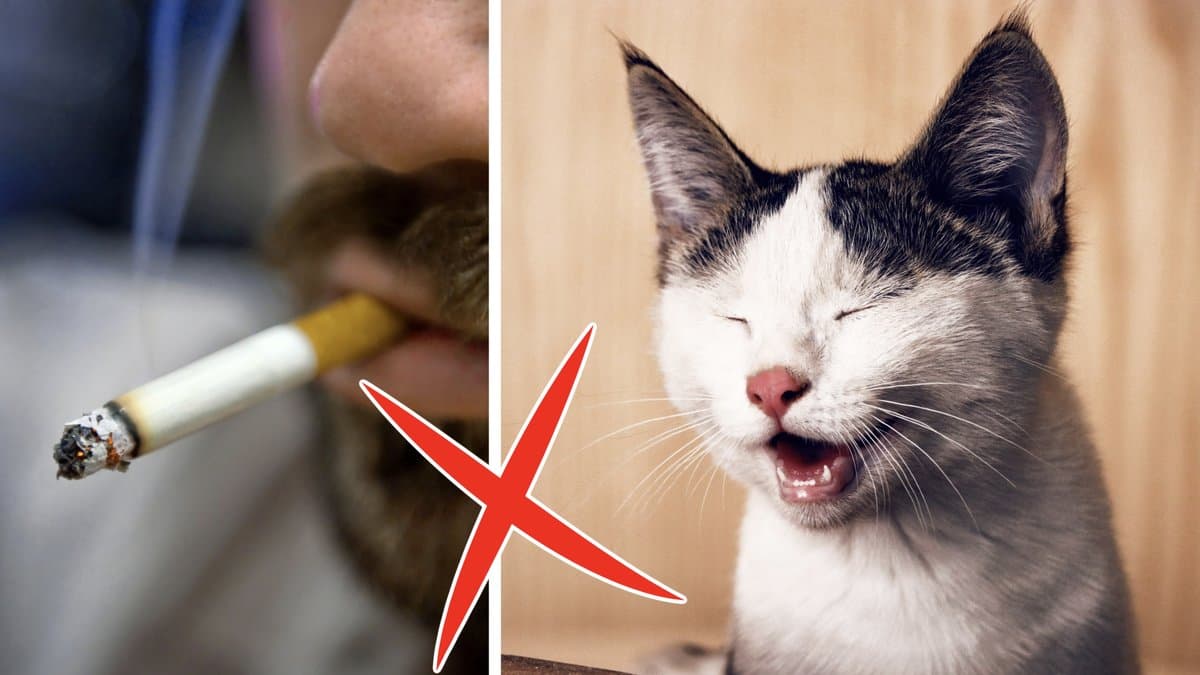 Claudio Bresciani/TT och Pexels