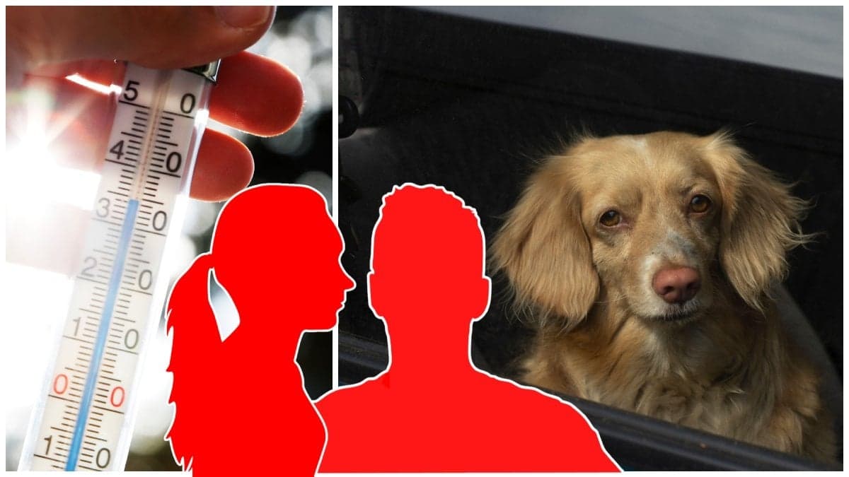 Termometer i solen och en hund i en bil
