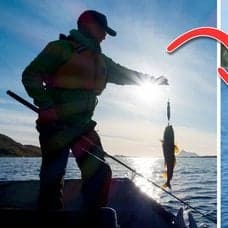 Kustfiskare och en skylt.