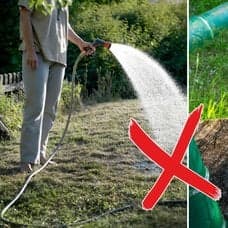En kvinna vattnar en trädgård med en vattenslang och en vattenkanna. 