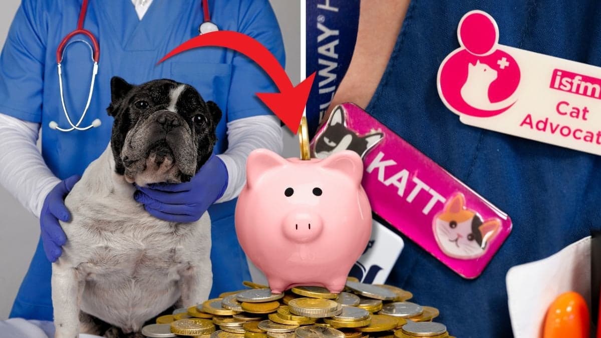 Hund som får vård och veterinär.