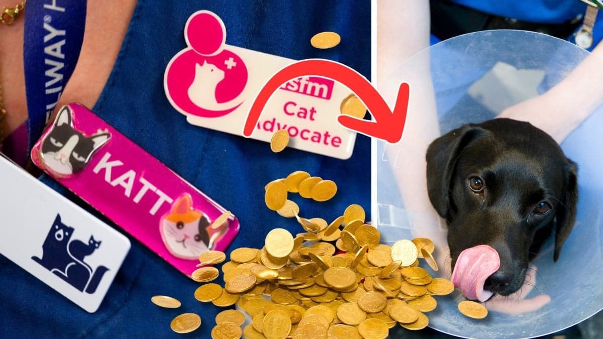 Veterinär och en hund hos en veterinär.