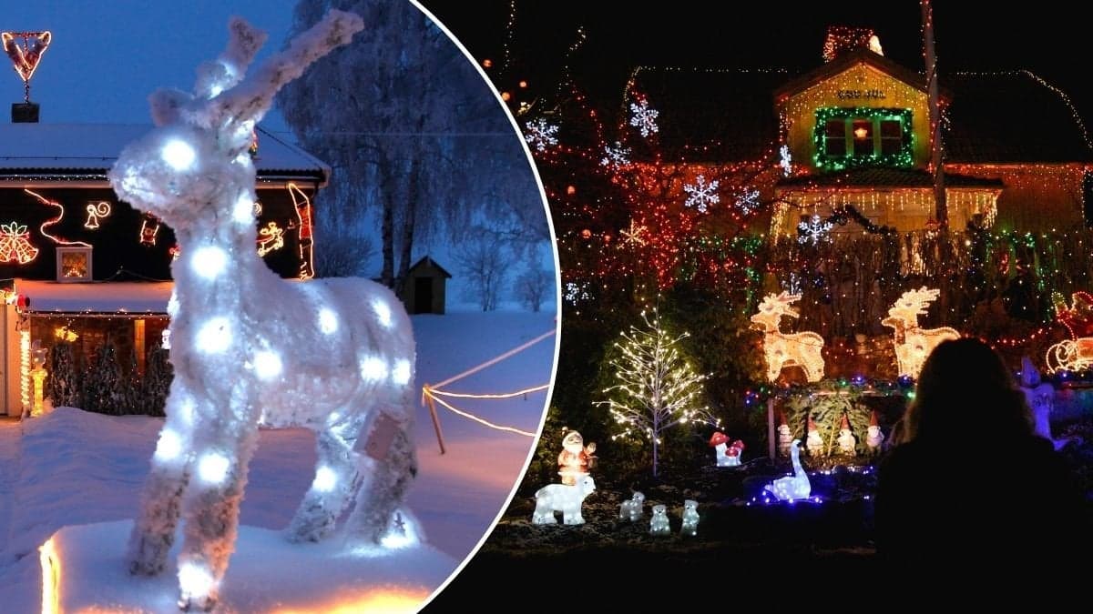 Bilder på julbelysning och ljusslingor i trädgårdar