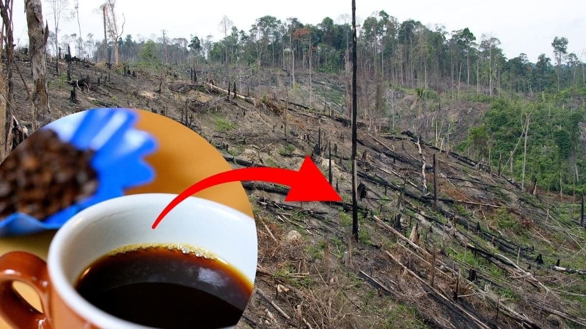 Kaffe-Regnskog-Amazonas