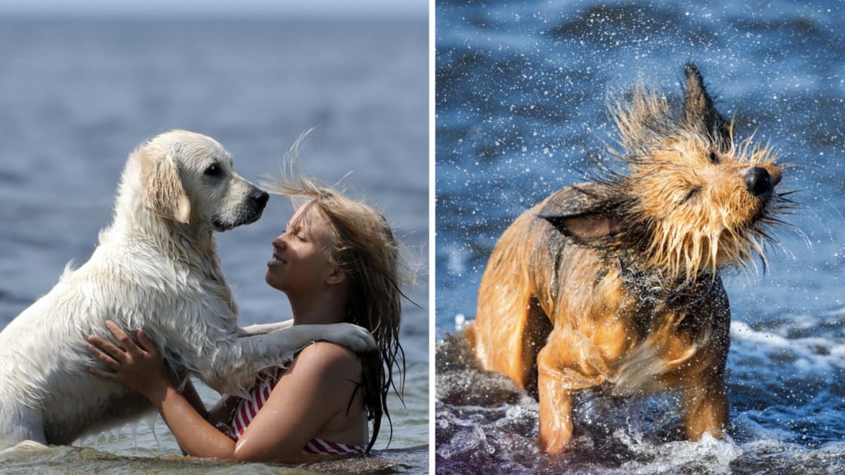 Då ska du aldrig låta din hund bada