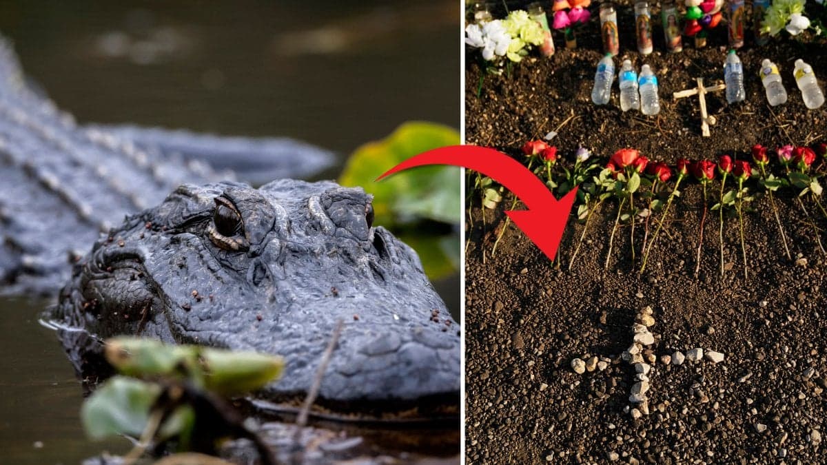Alligator och minnesstund.