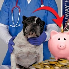 Hund som får vård och veterinär.