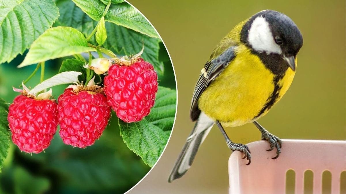 Bilder på hallon och en småfågel.