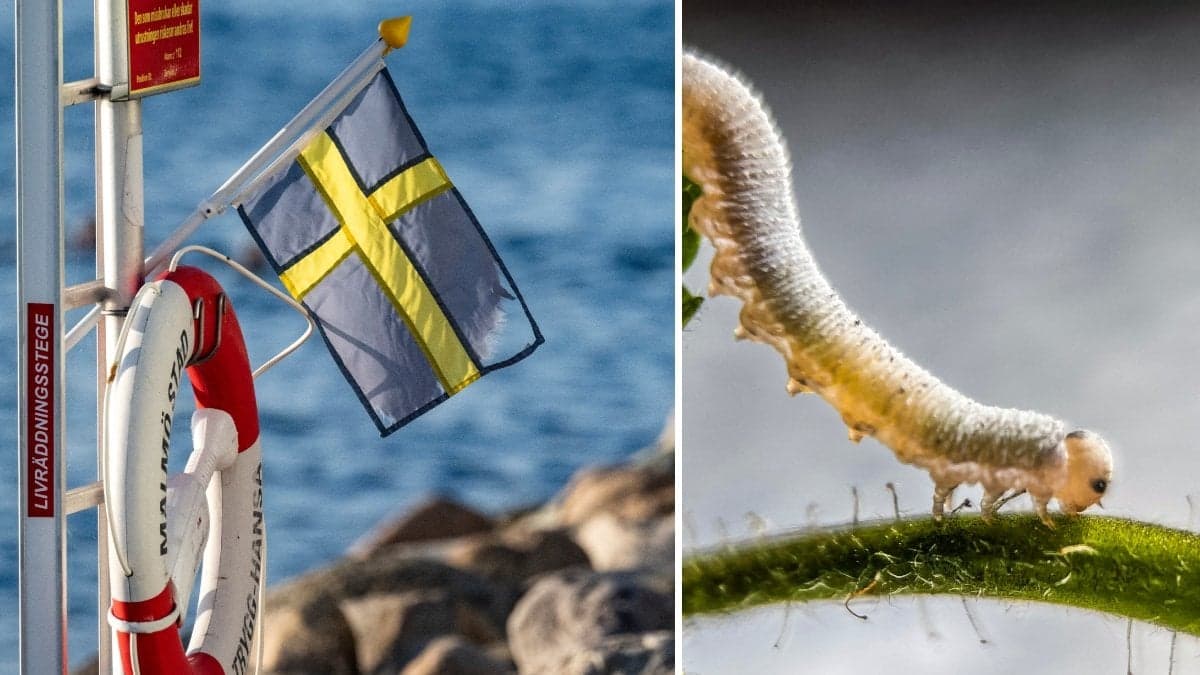 Bild på en svensk flagga och en larv.