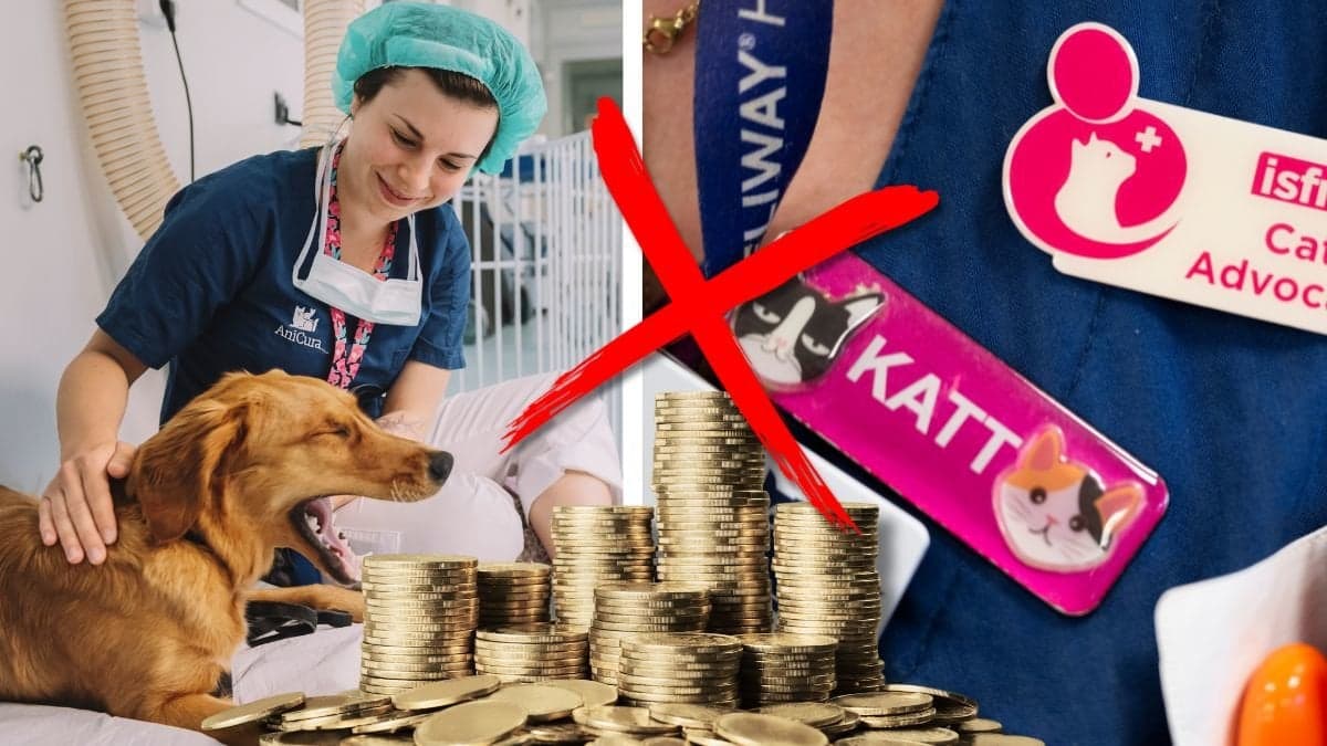 Husdjur och veterinär.