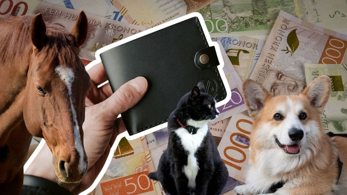 Pengar, plånbok, häst, katt, hund.