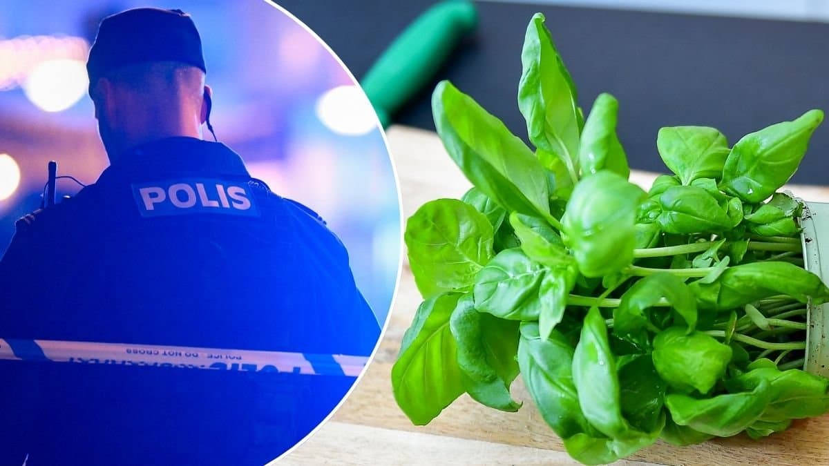 Bilder på en polis och på basilika i kruka.