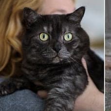En svart katt i famnen på sin ägare och en vit katt i stadsmiljö.