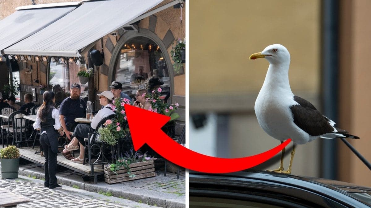 Bilden till vänster visar en uteservering. Bilden till höger visar en fiskmås.