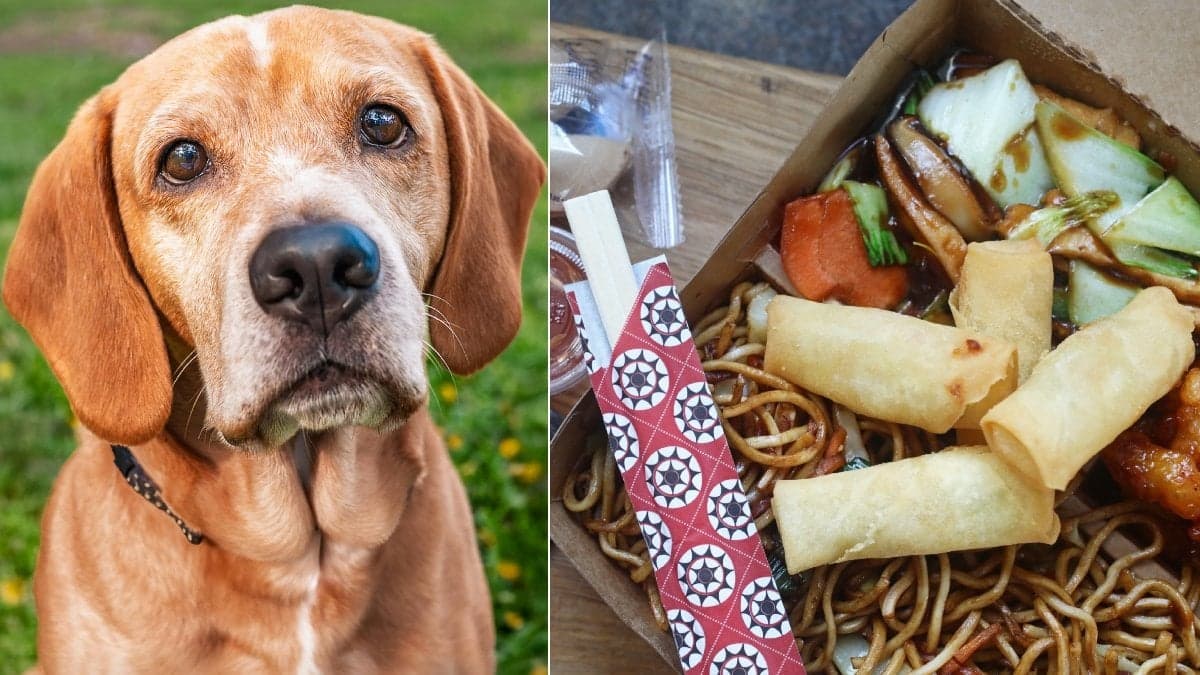 Bild på en hund och asiatisk nudelwok.