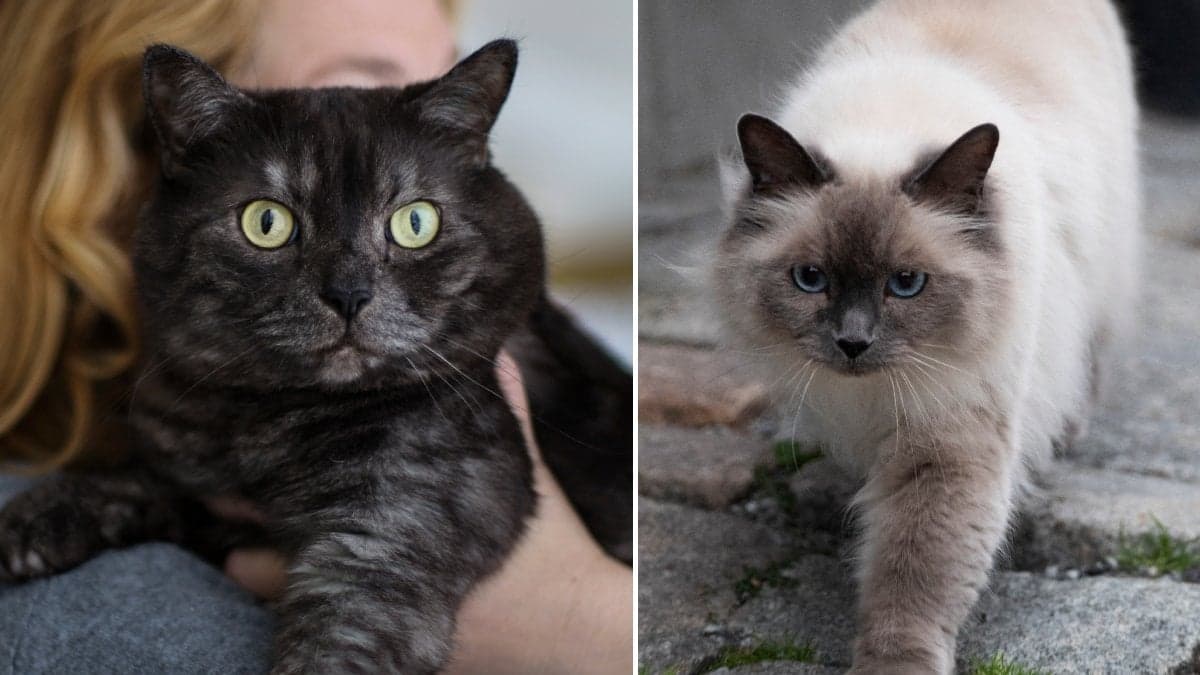 En svart katt i famnen på sin ägare och en vit katt i stadsmiljö.