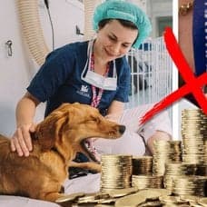 Husdjur och veterinär.