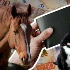 Pengar, plånbok, häst, katt, hund.