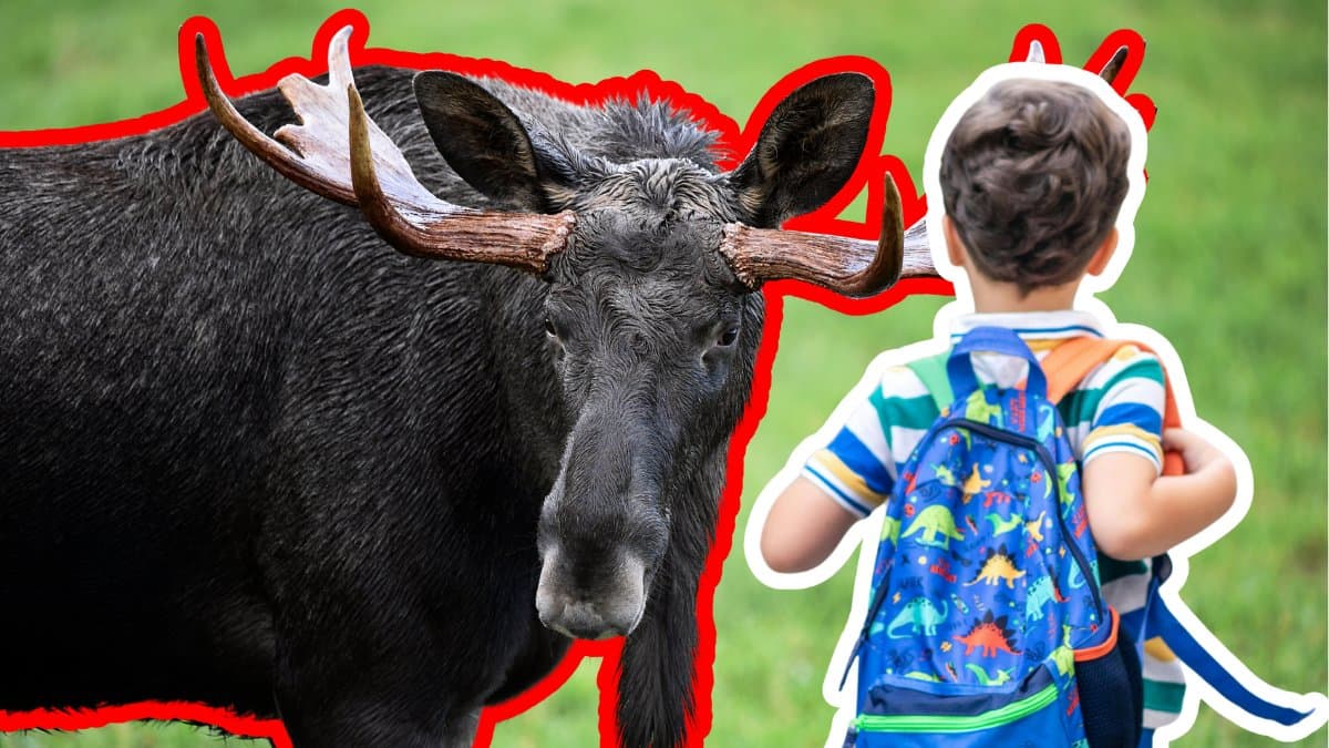 Älg till vänster. Ett barn med en ryggsäck bakfrån utklippt till höger.