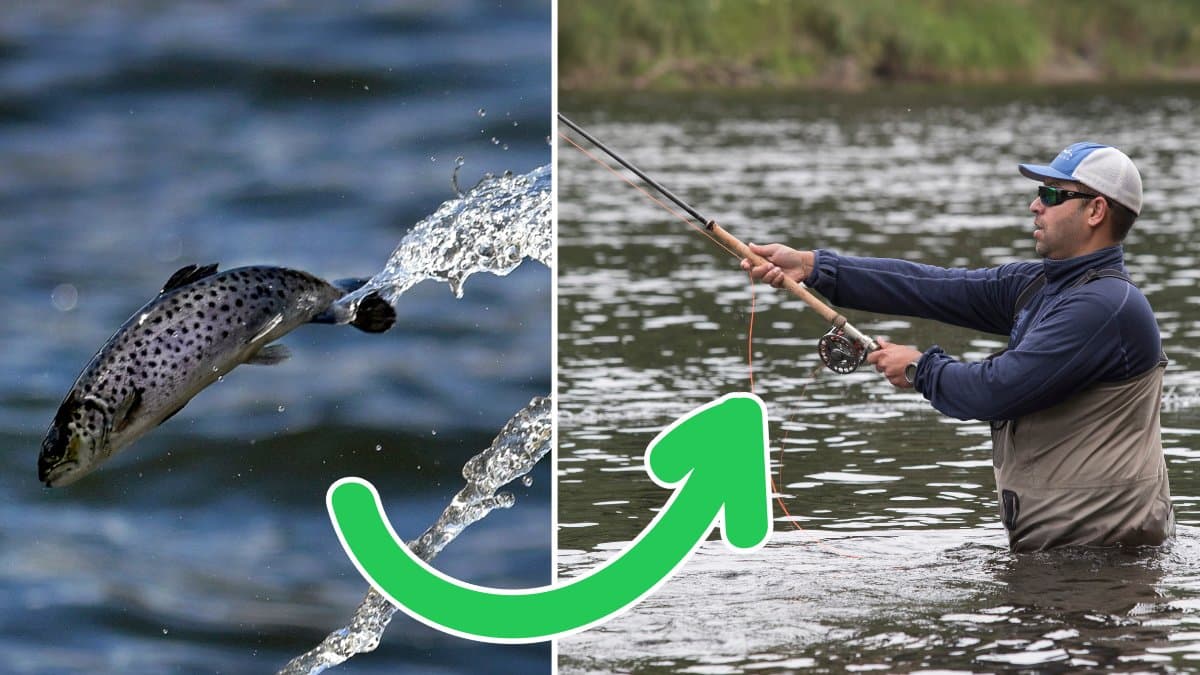 Fisk och en person som fiskar.