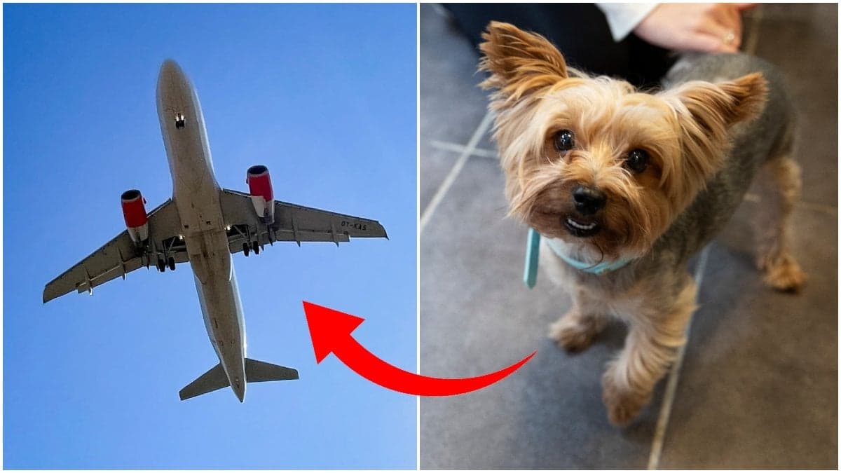 Husdjur på flygplan.