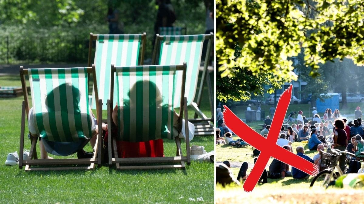 Två personer i solstolar i motljus i en park och ett flera människor på håll som solar på en gräsmatta.