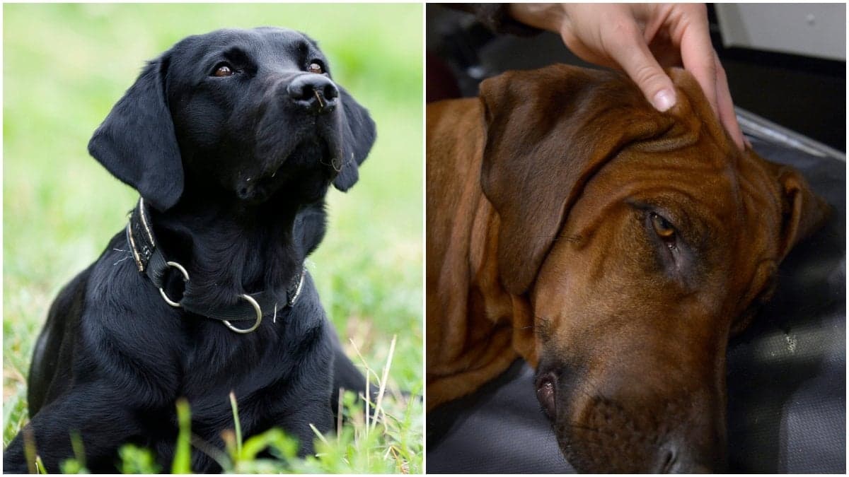 Under hösten finns flera saker du bör ha koll på när du rastar hunden.