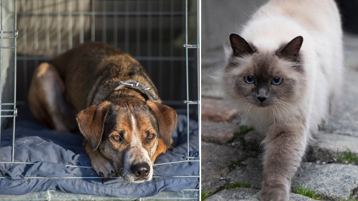 En hund i en transportbur i bagageutrymmet på en bil och en katt vandrandes i stadsmiljö.