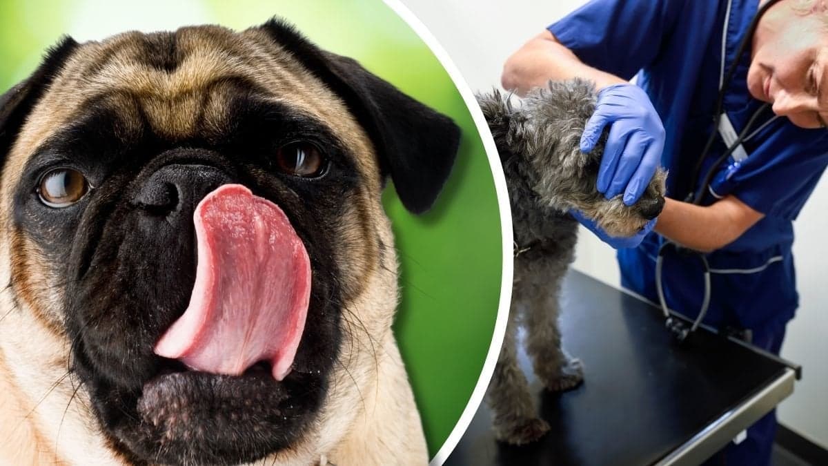 Mops och veterinär som undersöker hund