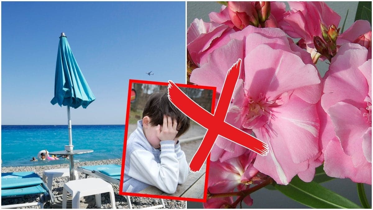 En solstol på en strand vid Medelhavet, en pojke som gråter och en rosa oleander. 