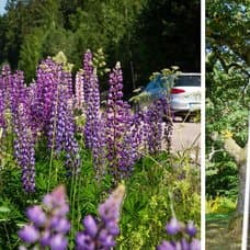 Lupiner vid vägkanten och ett rött hus i Sverige sommar.