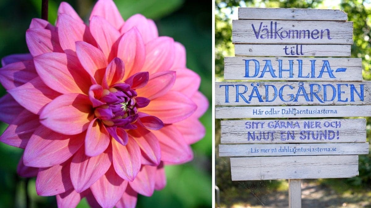 Bild på en Dahlia och en skylt till Dahliaträdgården.