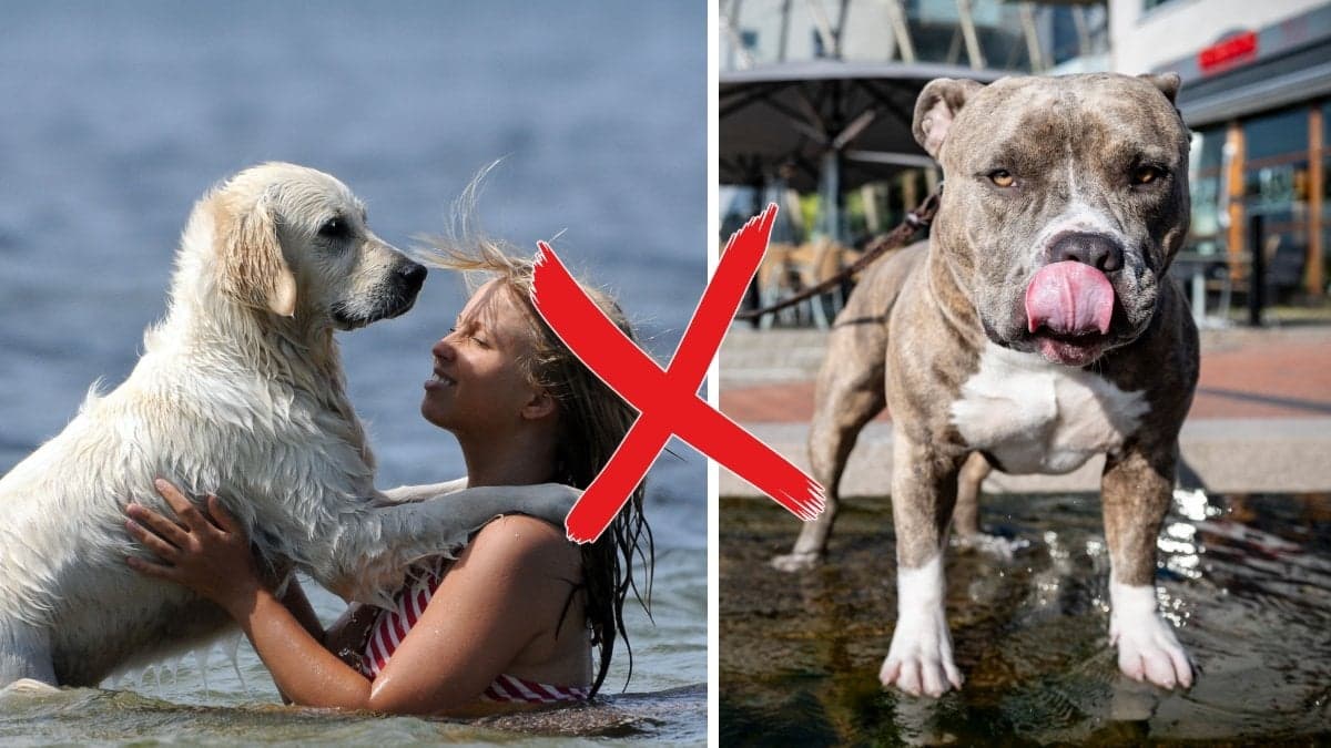 Hund som badar tillsammans med människa och hund som slickar sig om nosen i solljus.