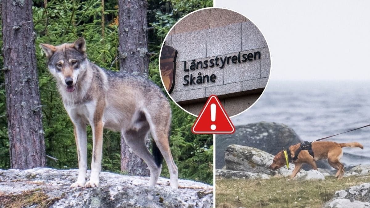 Varg till vänster. Hund till höger.