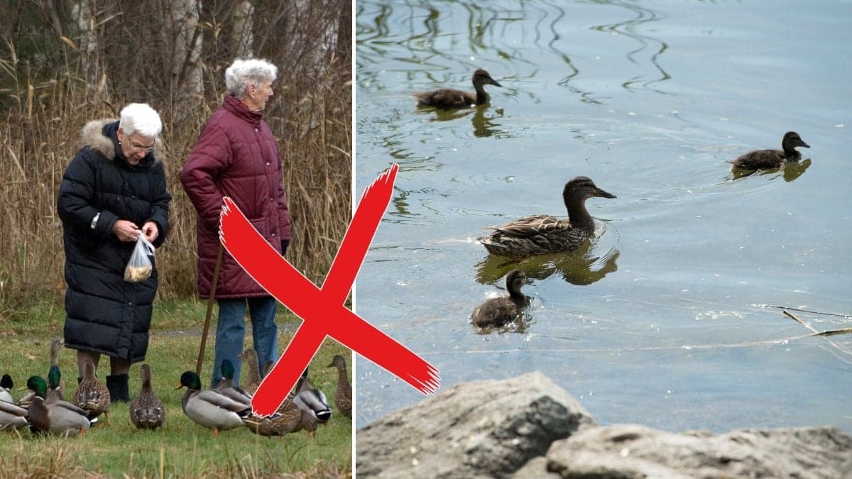 Två äldre kvinnor på promenad passar på att mata änderna.