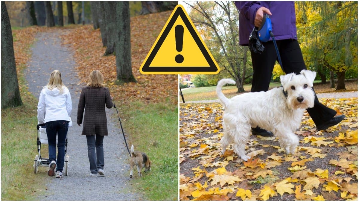 Hund, höst