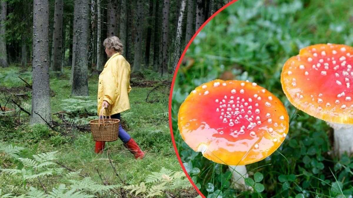 Kvinan som plockar svamp och en röd flugsvamp.