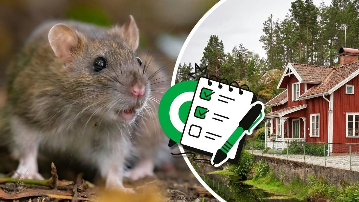 Råtta och ett rött hus