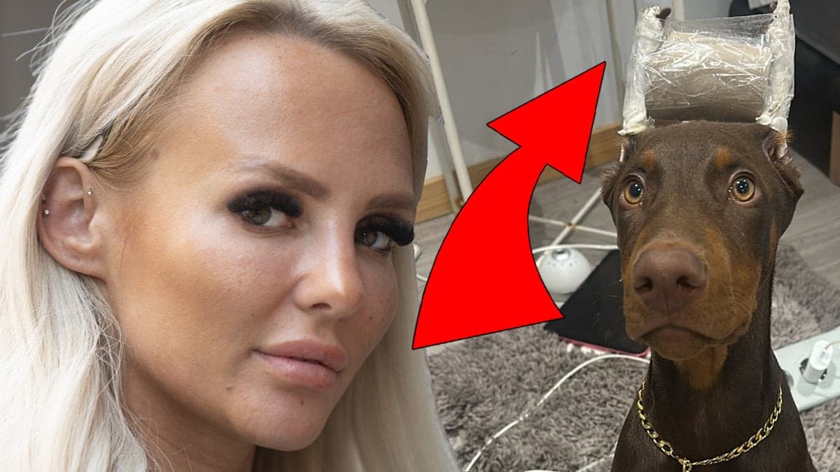 Paow har kuperat sin hund