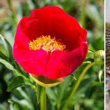Bild på en snigel och en pion.