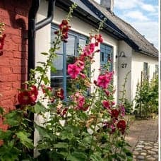 Bild på sommarhus med stockrosor utanför och en husbil på camping.