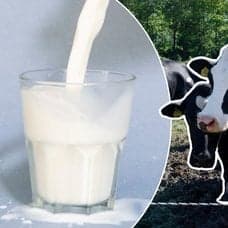 Bilder på mjölk i glas och kor.