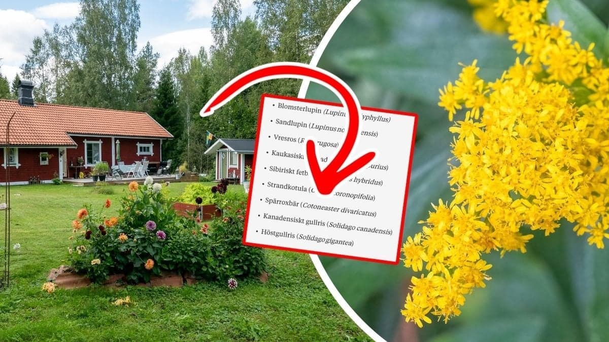 Villaträdgård och en växt