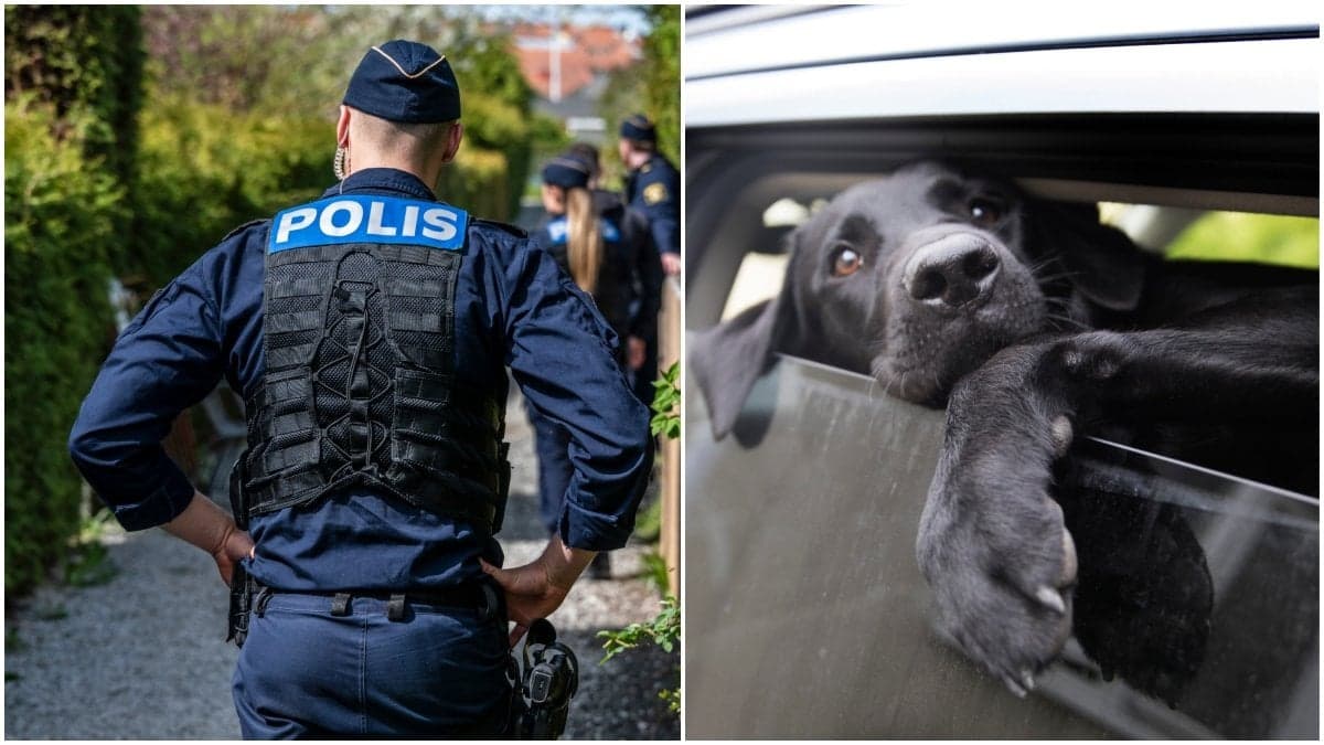Polis och hund i bil