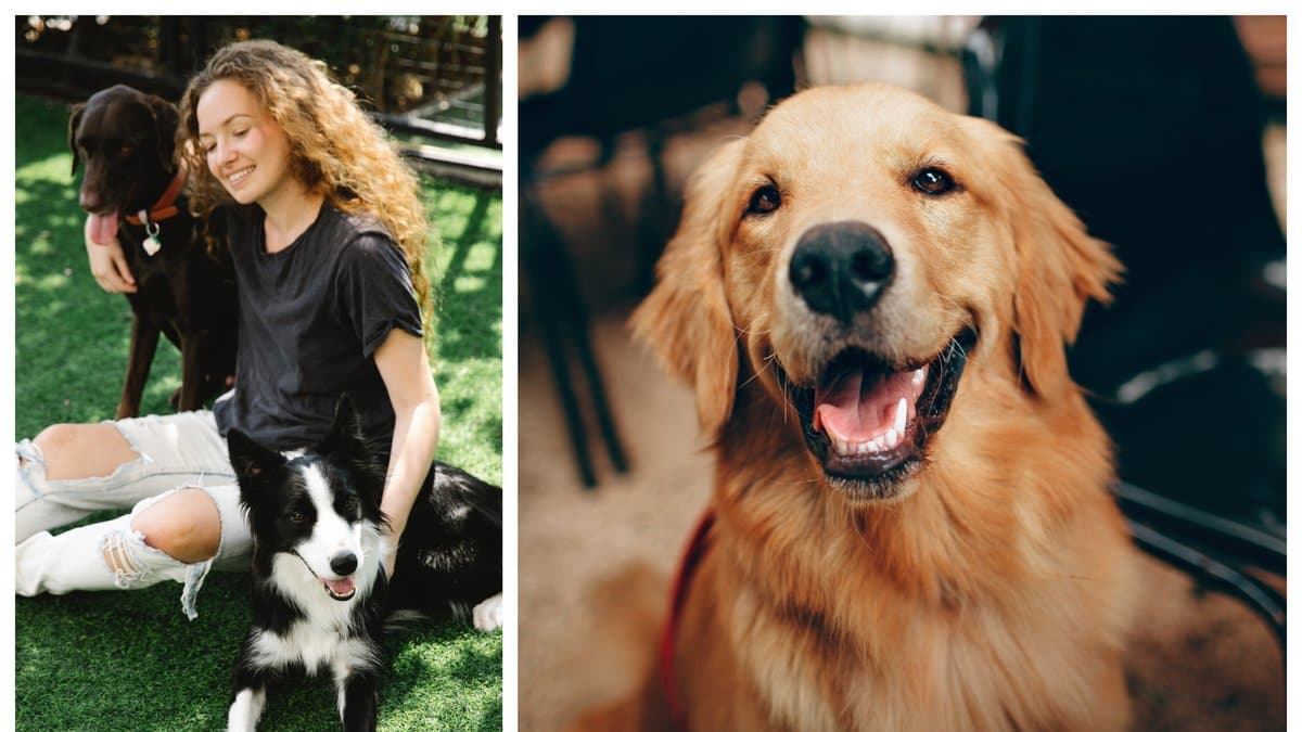 Det finns flera tydliga tecken som visar på om din hund gillar dig.