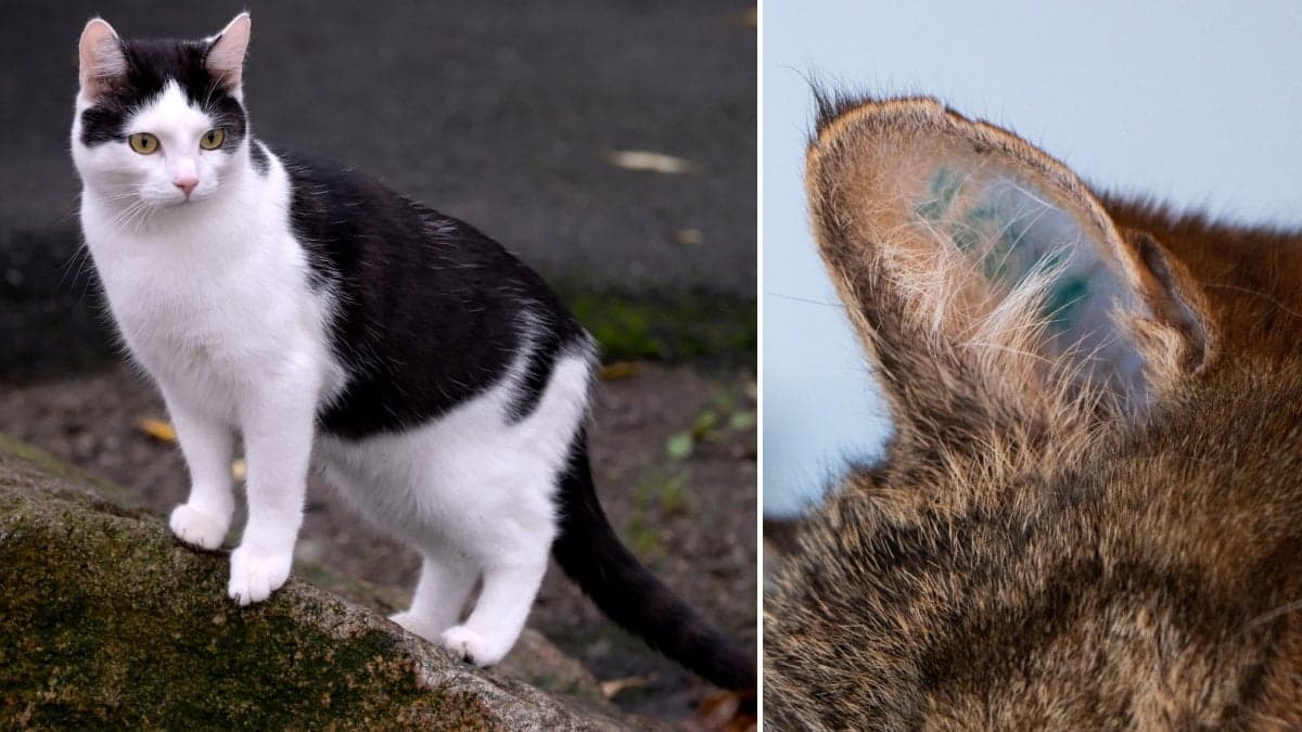 Bilder på katter.