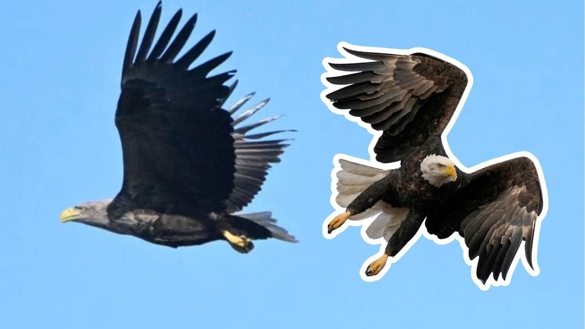 En 36 år gammal havsörn – nytt svenskt rekord – hittades i fjol död på Öland. 