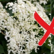 Bilder på fläderblommor.